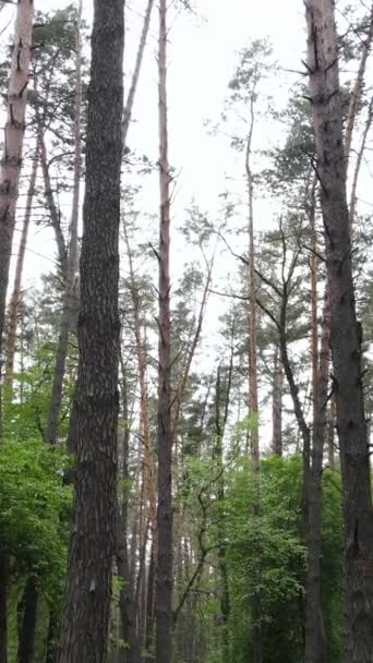 Вертикальное видео многих деревьев в лесу — стоковое видео