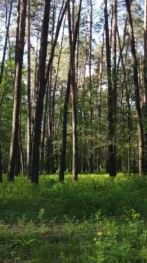 Ormandaki birçok ağacın dikey videosu