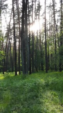 Ormandaki birçok ağacın dikey videosu