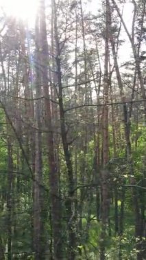 Ormandaki birçok ağacın dikey videosu