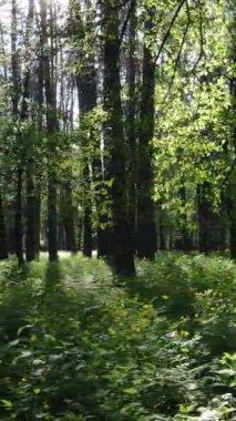 Ormandaki birçok ağacın dikey videosu