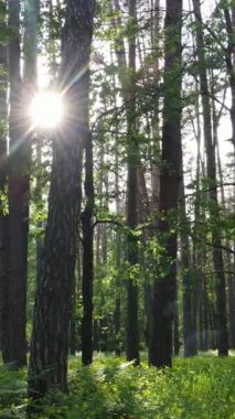 Ormandaki birçok ağacın dikey videosu