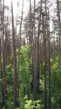 Ormandaki birçok ağacın dikey videosu