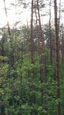 Ormandaki birçok ağacın dikey videosu