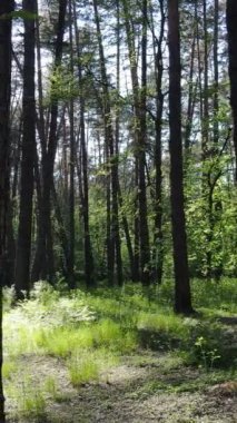 Ormandaki birçok ağacın dikey videosu