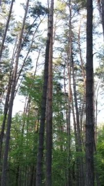 Ormandaki birçok ağacın dikey videosu