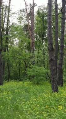 Ormandaki birçok ağacın dikey videosu