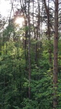 Ormandaki birçok ağacın dikey videosu