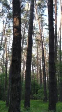 Ormandaki birçok ağacın dikey videosu