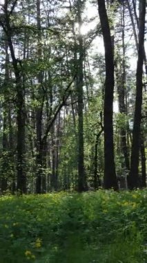 Ormandaki birçok ağacın dikey videosu