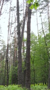 Ormandaki birçok ağacın dikey videosu