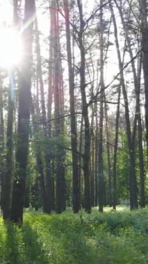 Ormandaki birçok ağacın dikey videosu