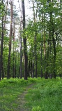 Ormandaki birçok ağacın dikey videosu