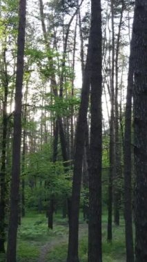 Ormandaki birçok ağacın dikey videosu