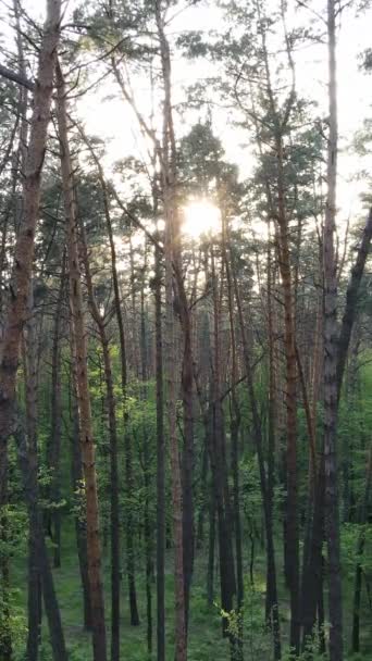 Video verticale di molti alberi nella foresta — Video Stock