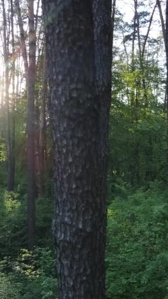 Video verticale di molti alberi nella foresta — Video Stock