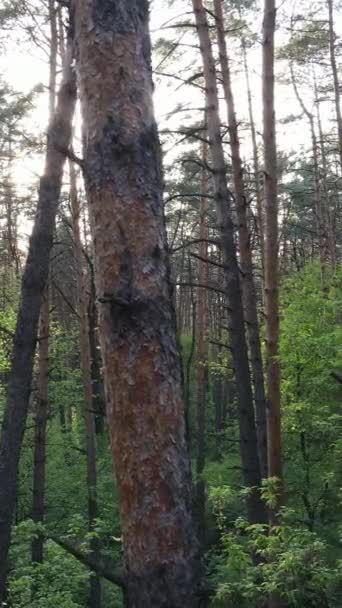 Vídeo vertical de muitas árvores na floresta — Vídeo de Stock