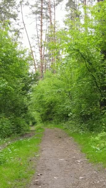 Verticale video van veel bomen in het bos — Stockvideo