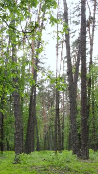 Video vertikal dari banyak pohon di hutan — Stok Video