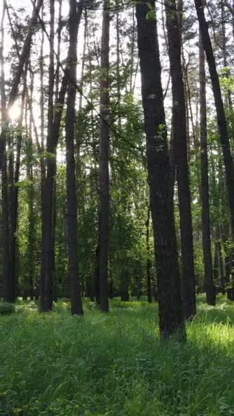 Vertikal video av många träd i skogen — Stockvideo