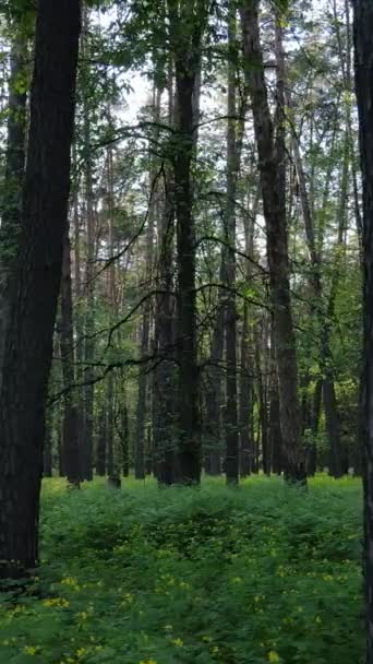 Vídeo vertical de muchos árboles en el bosque — Vídeo de stock