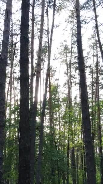 Vídeo vertical de muitas árvores na floresta — Vídeo de Stock