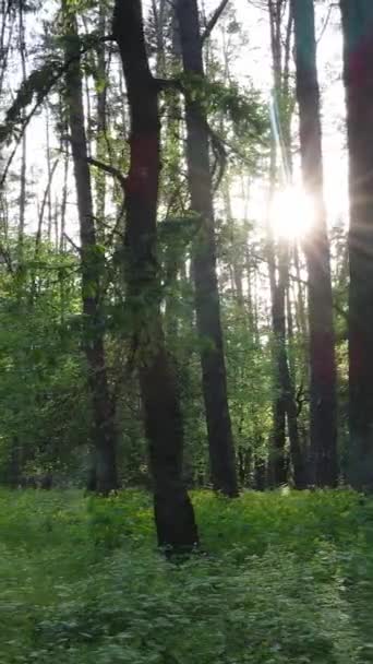 Video verticale di molti alberi nella foresta — Video Stock