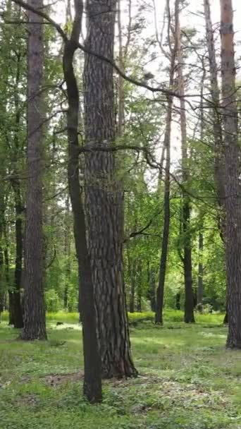 Vídeo vertical de muitas árvores na floresta — Vídeo de Stock