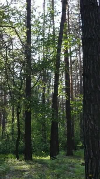 Vertikal video av många träd i skogen — Stockvideo