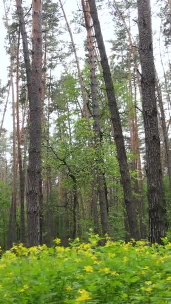 Vídeo vertical de muchos árboles en el bosque — Vídeo de stock