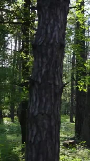 Video verticale di molti alberi nella foresta — Video Stock