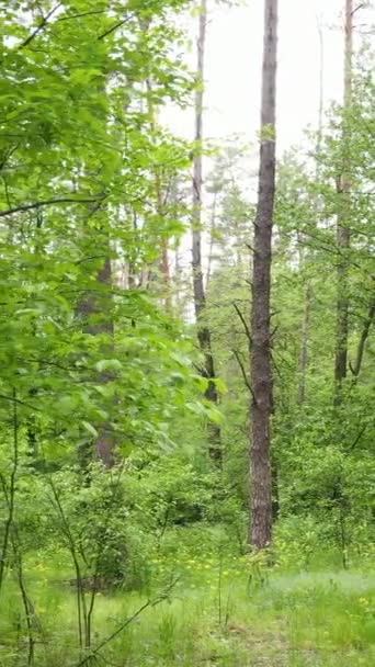 Video verticale di molti alberi nella foresta — Video Stock