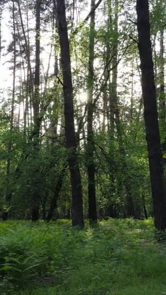 Вертикальное видео многих деревьев в лесу — стоковое видео