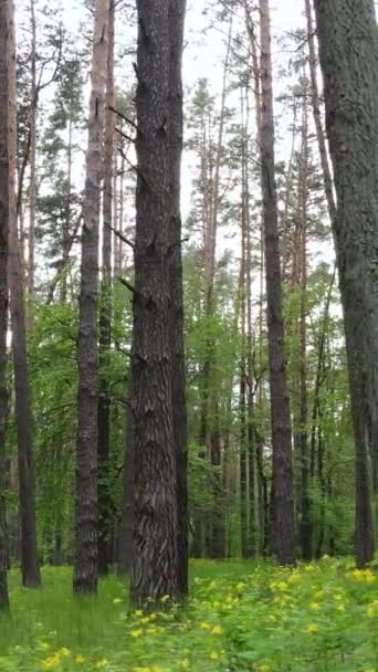 Vídeo vertical de muchos árboles en el bosque — Vídeos de Stock