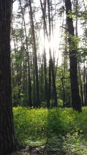 Verticale video van veel bomen in het bos — Stockvideo