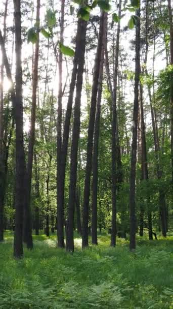 Video verticale di molti alberi nella foresta — Video Stock