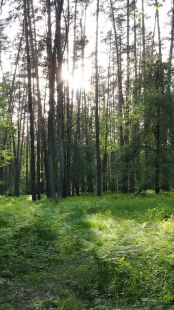 Vídeo vertical de muitas árvores na floresta — Vídeo de Stock