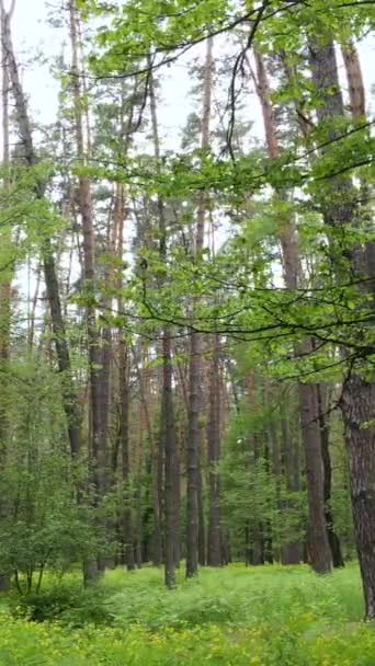 Video verticale di molti alberi nella foresta — Video Stock