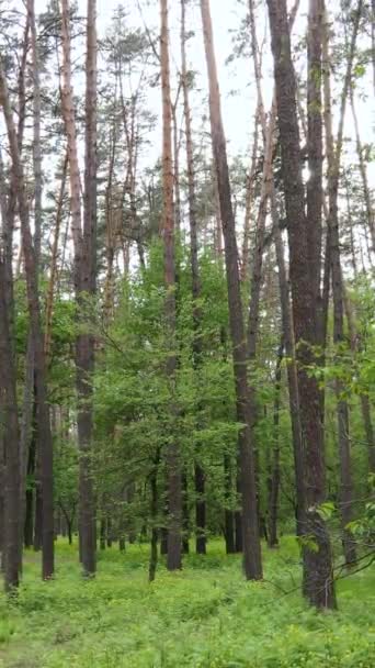 Vertikales Video von vielen Bäumen im Wald — Stockvideo