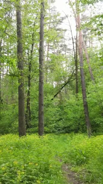 Video verticale di molti alberi nella foresta — Video Stock