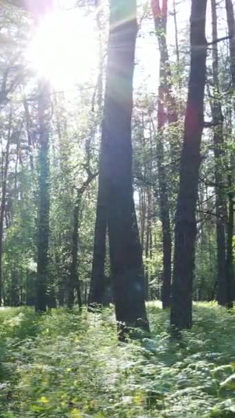 Vertikales Video von vielen Bäumen im Wald — Stockvideo