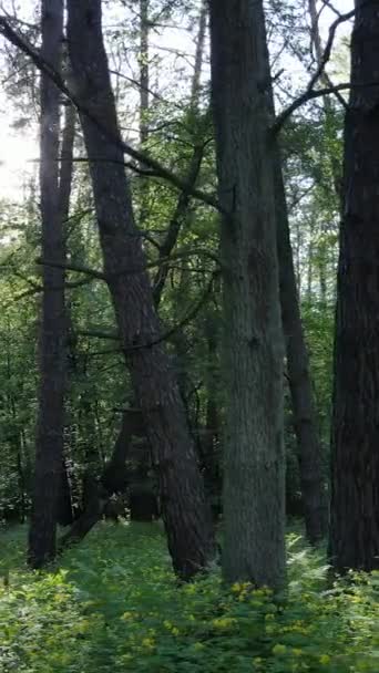 Vídeo vertical de muitas árvores na floresta — Vídeo de Stock