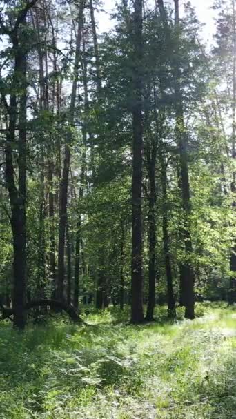 Vertikales Video von vielen Bäumen im Wald — Stockvideo