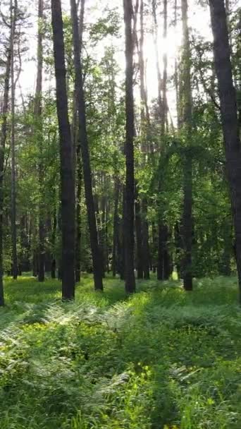 Vídeo vertical de muchos árboles en el bosque — Vídeos de Stock