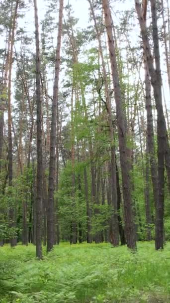 Video verticale di molti alberi nella foresta — Video Stock