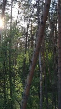 Ormandaki birçok ağacın dikey videosu