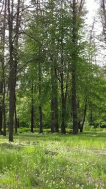 Ormandaki birçok ağacın dikey videosu