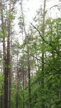 Ormandaki birçok ağacın dikey videosu