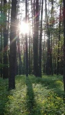 Ormandaki birçok ağacın dikey videosu