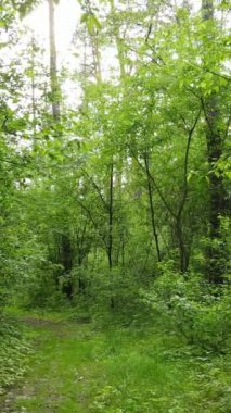 Ormandaki birçok ağacın dikey videosu